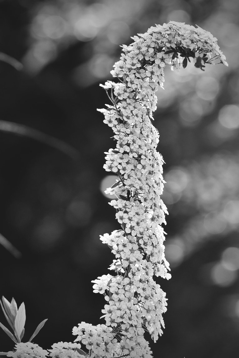 Tawuła Garland spiraea bw 7.jpg