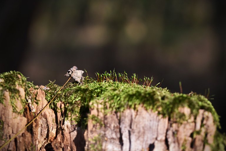 moss tree stump pl.jpg