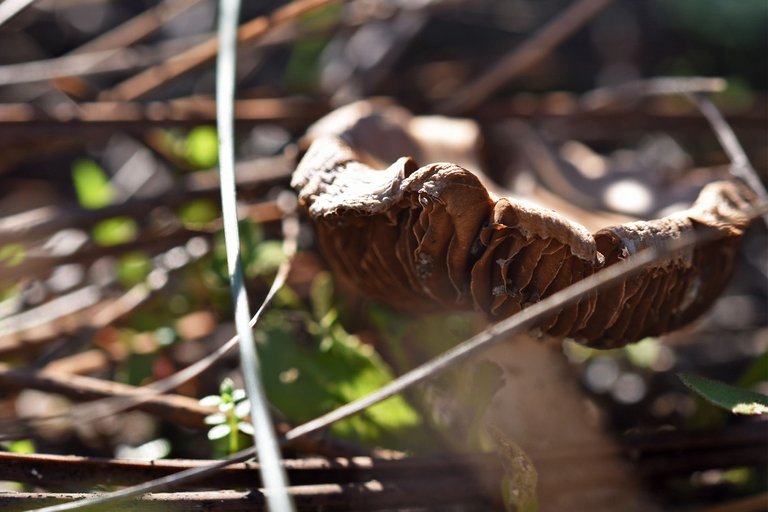 mushrooms pine needles 5.jpg