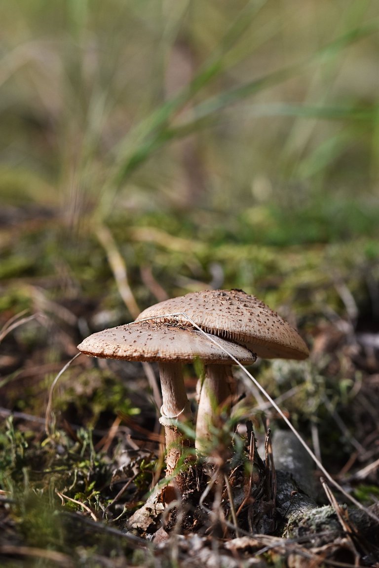mushrooms forest pl 7.jpg