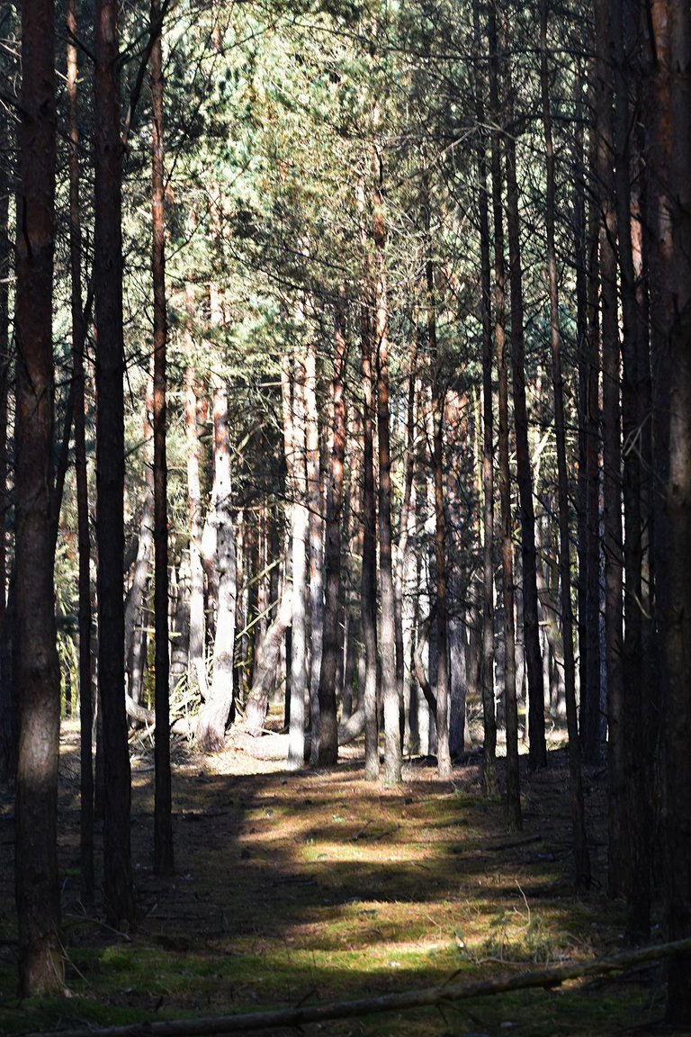 Forest walk pl 9.jpg