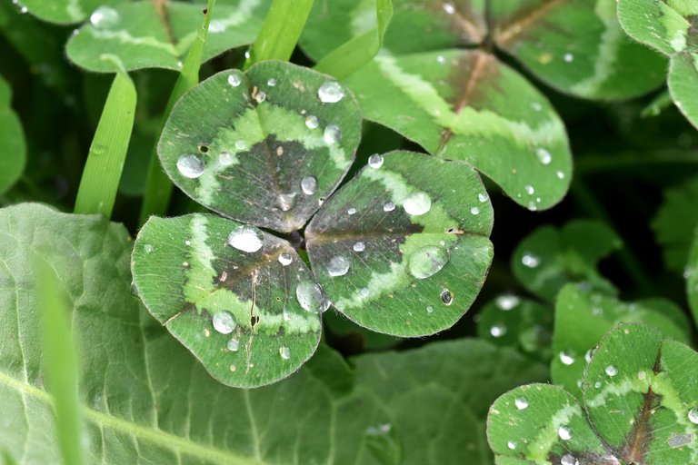 clover leaf raindrops 1.jpg