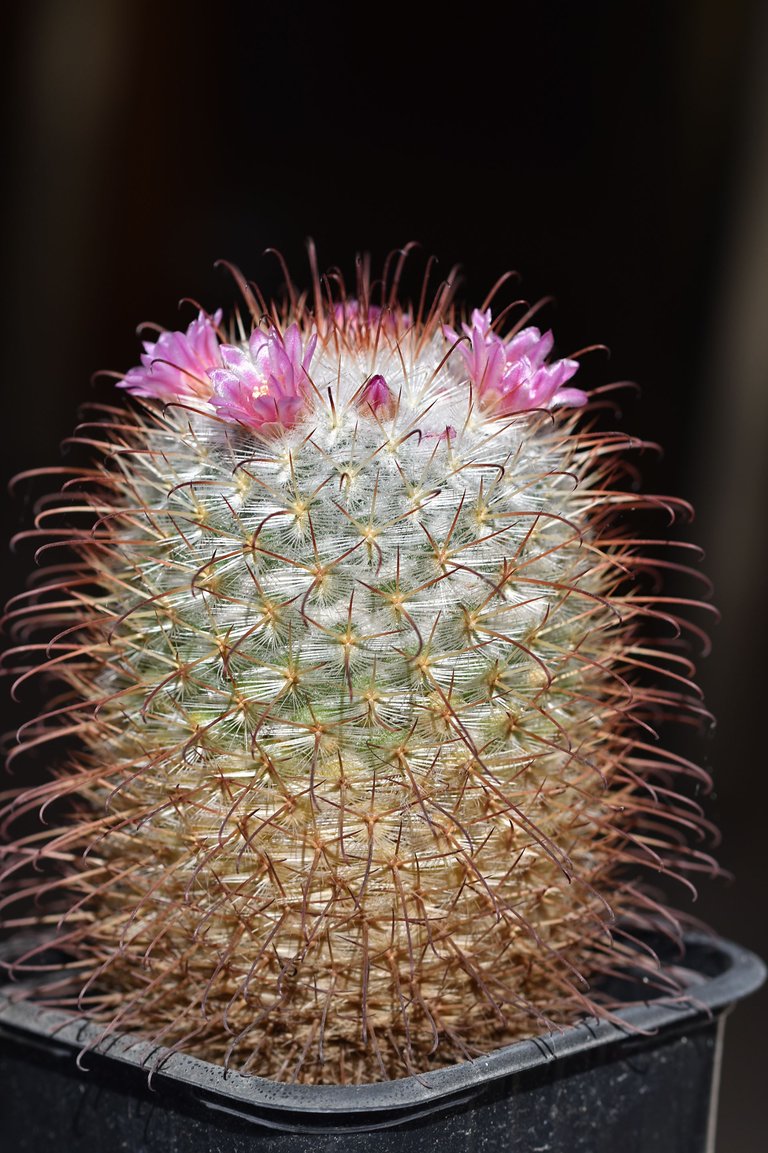 Mammillaria Bombycina 2025 2.jpg