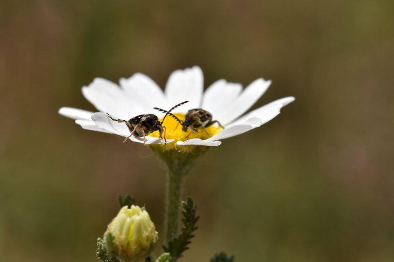 Small beetles daisy 10.jpg