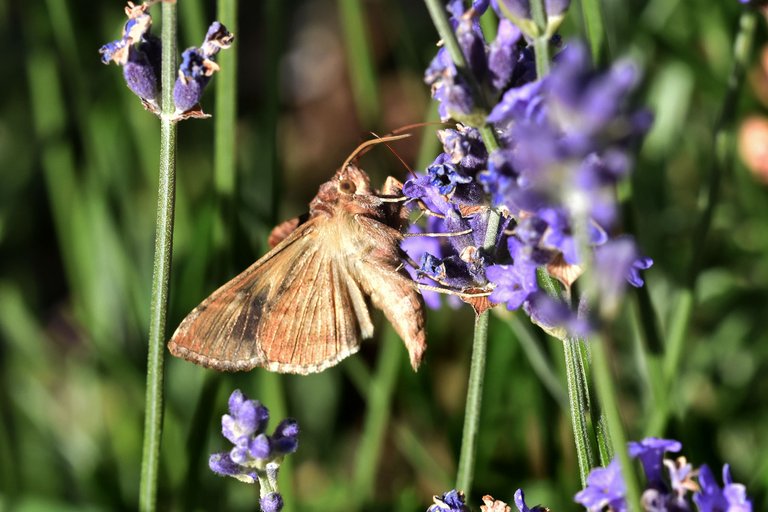 Silver Y moth lavender pl 6.jpg