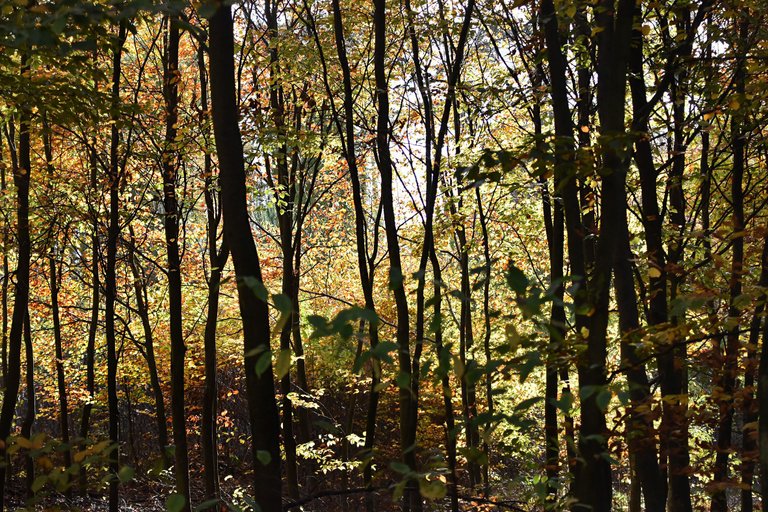 autumn forest pl 14.jpg
