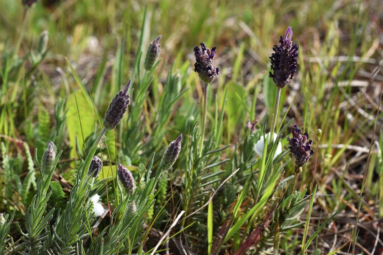 Lavandula pedunculata wild lavender 5.jpg