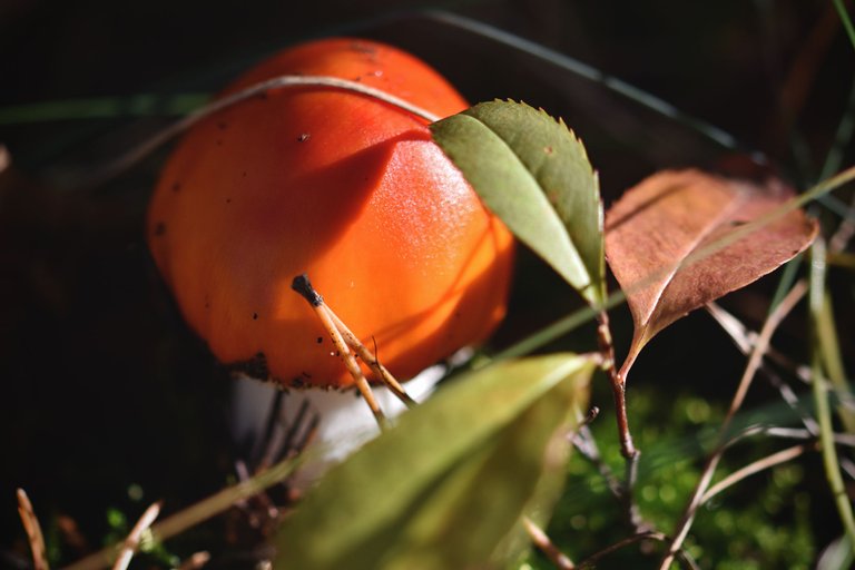 orange mushrooms pl 5.jpg
