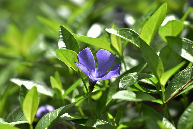 periwinkle orchard 6.jpg