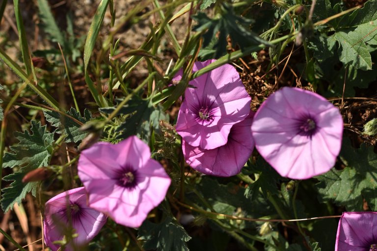 Convolvulus althaeoides pink 13.jpg