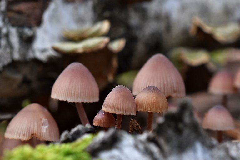 mushrooms birch pile 7.jpg