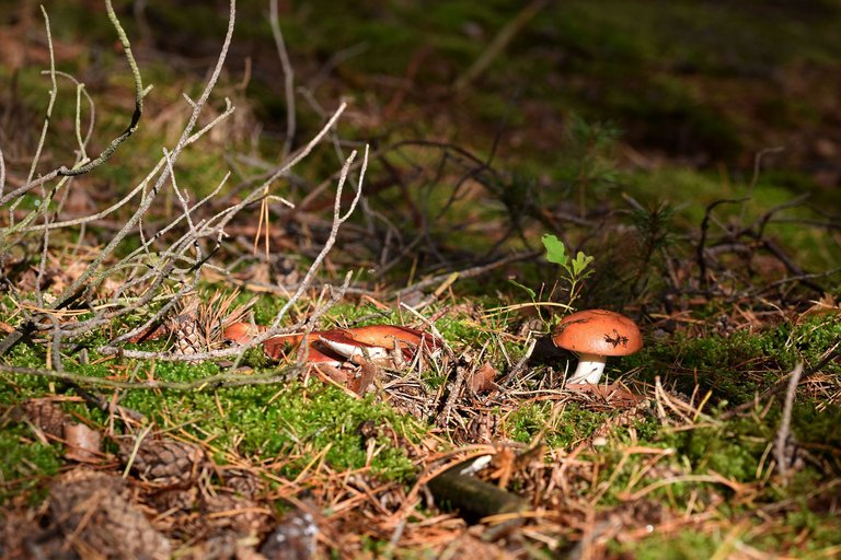 Red russula mushrooms pl 2.jpg