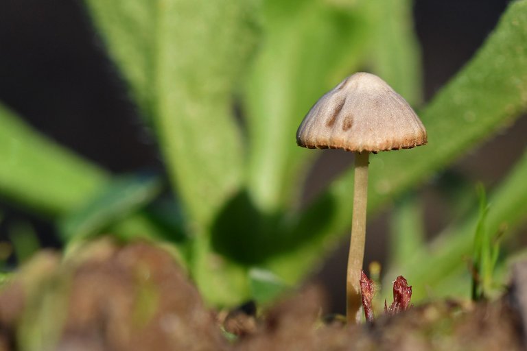 tiny mushroom jan 3.jpg