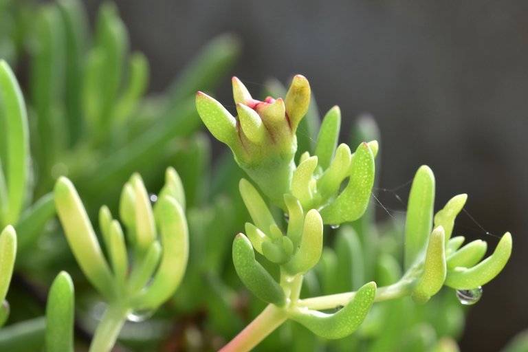 iceplant bud waterdrop.jpg