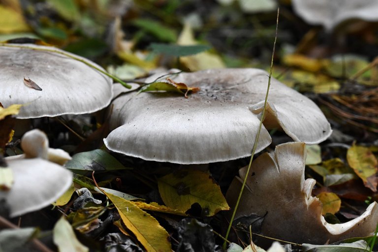 silver mushrooms pl 10.jpg