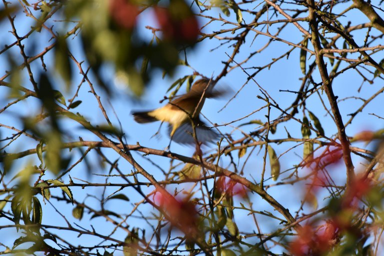 Common chiffchaff birds pl 5.jpg