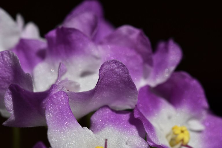African Violet white-purple 2022 8.jpg