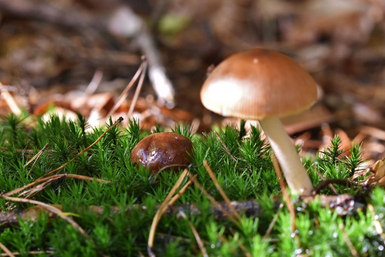 boletus mushroom pl 11.jpg