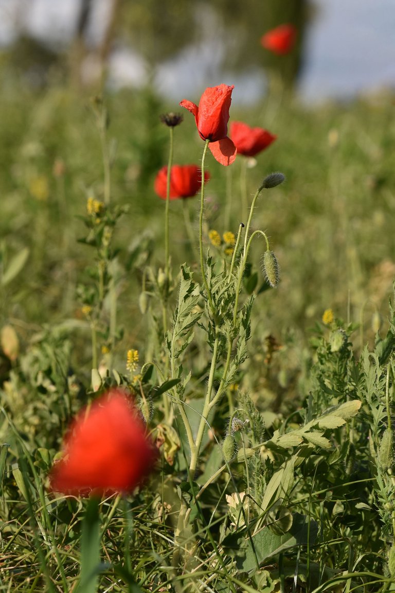 poppies park 3.jpg