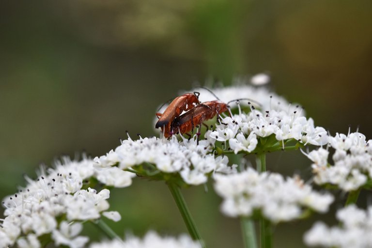 Longhorn beetle Stictoleptura rubra 3.jpg