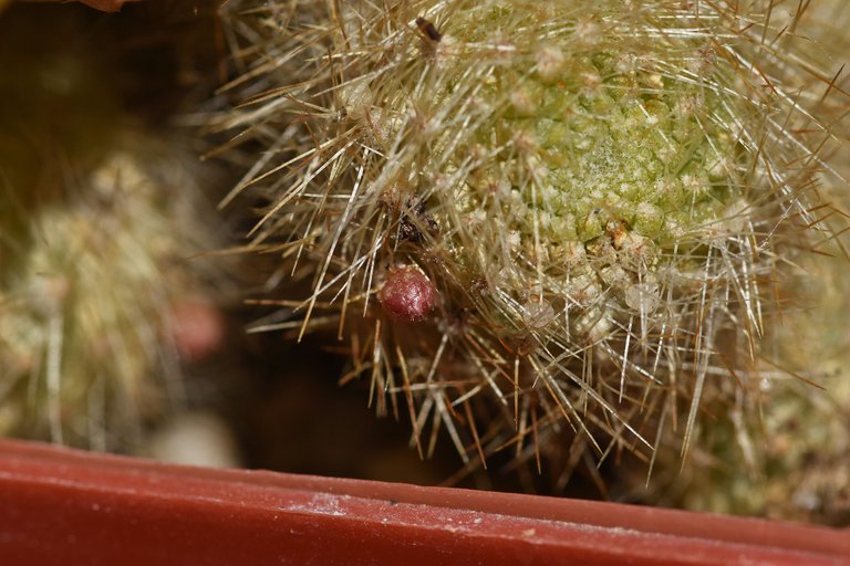 Rebutia Fabrisii var. Aureiflora 2022 5.jpg