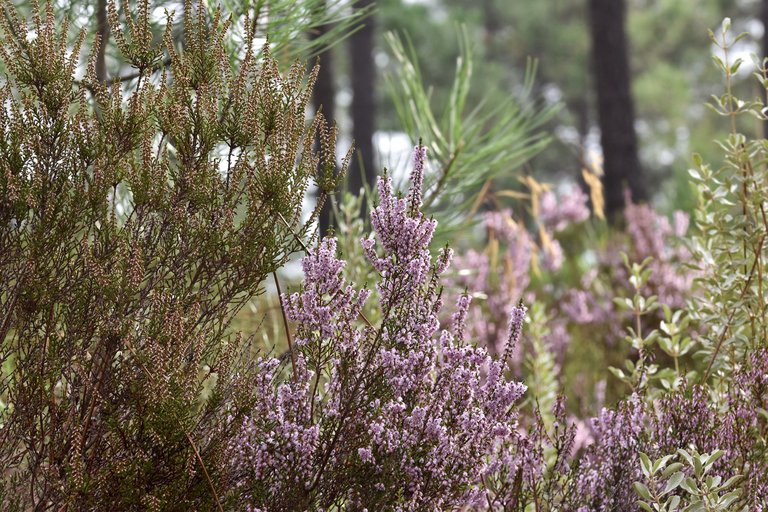 heather flowers october 3.jpg