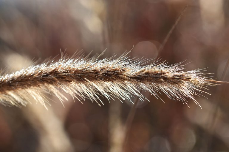 dry grass flower waterdrops 8.jpg