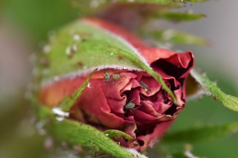Aphid colony rose 4.jpg