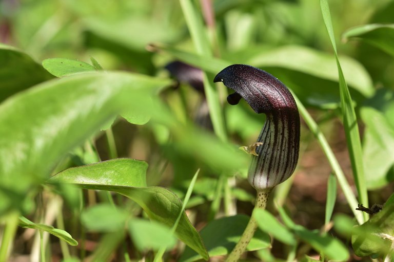 arisasum simorrhinum park 4.jpg