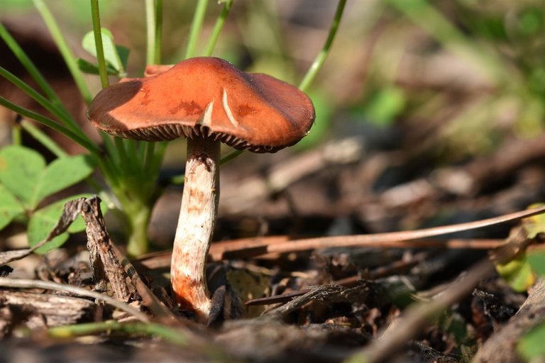 red mushroom park 4.jpg