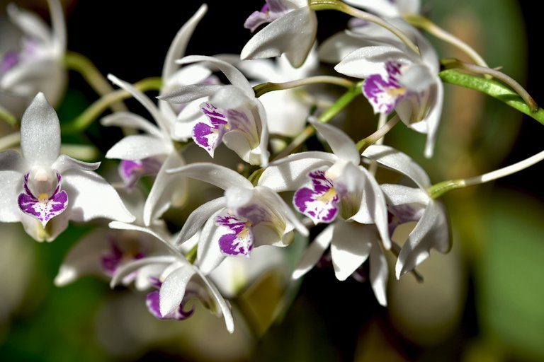 Dendrobium kingianum var. Silcockii 2023 april 1.jpg