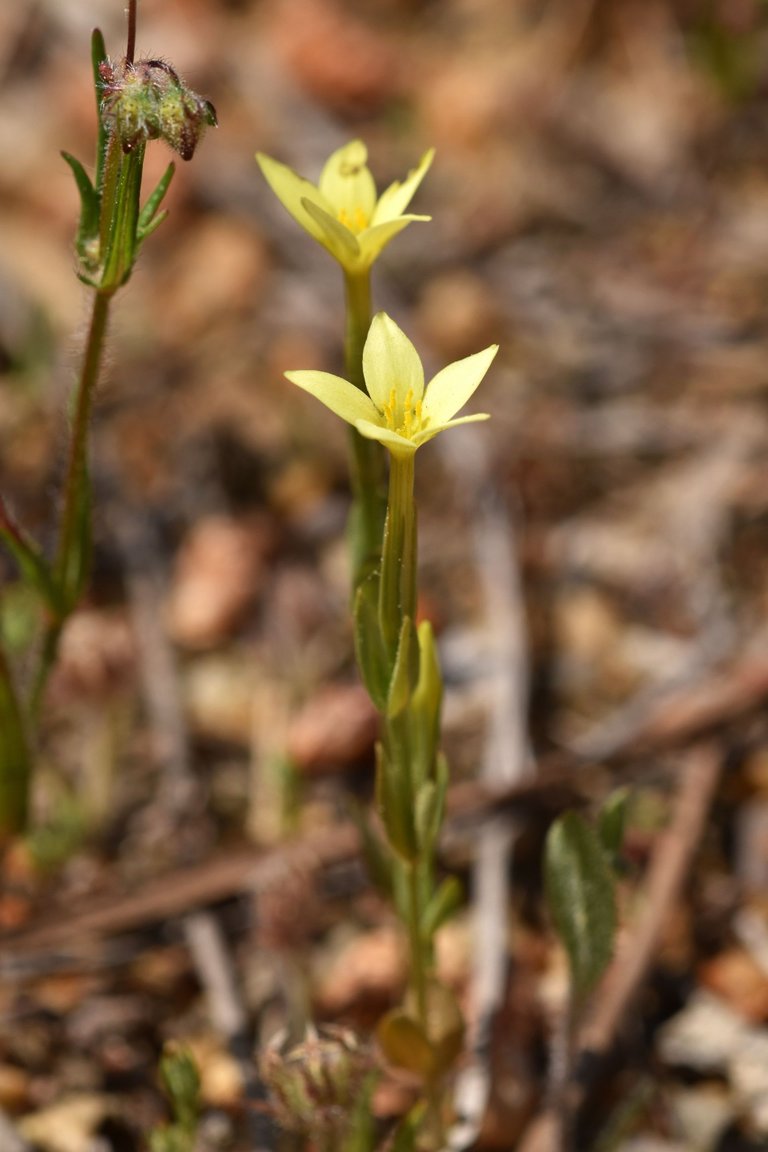 Centaurium maritimum yellow wildflower 5.jpg