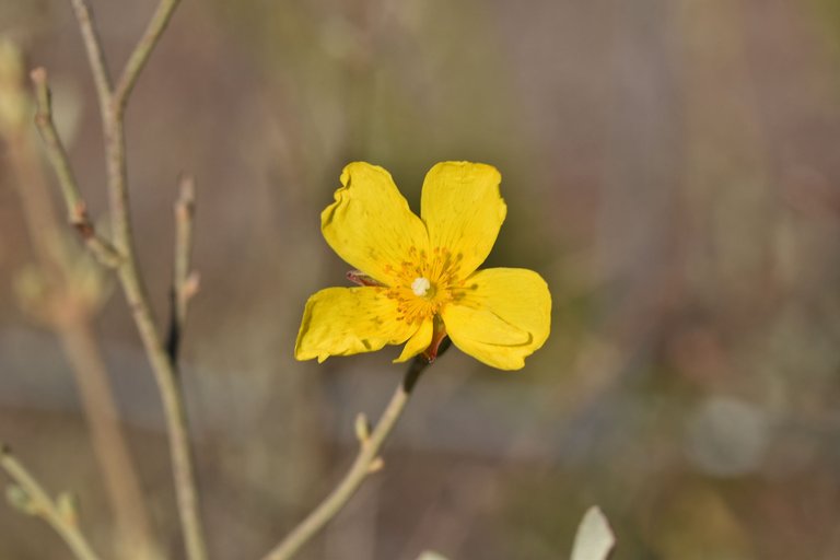 Halimium calycinum yellow wildflower.jpg