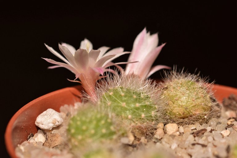 Rebutia Albiflora flower 2021 2.jpg