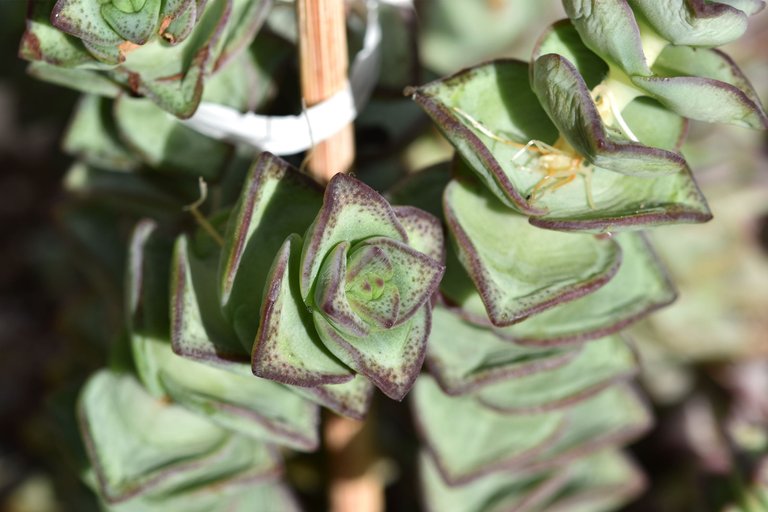 Rejuvenating Crassula Perforata 2022 13.jpg