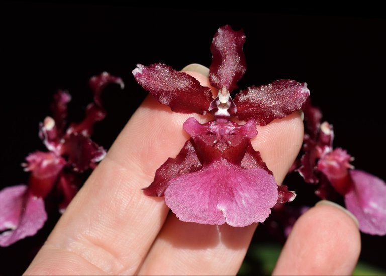 Oncidium Sharry Baby flower 2021 1.jpg