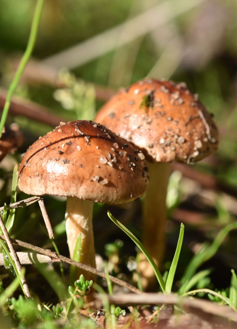 mushrooms sand hats 5.jpg