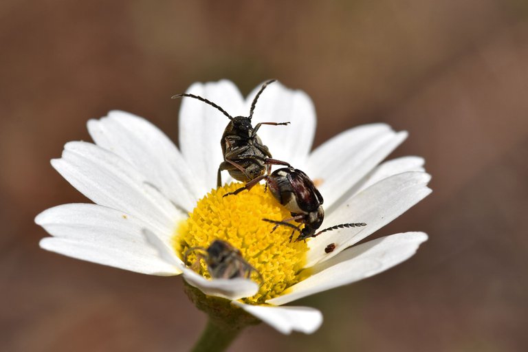 Small beetles daisy 8.jpg
