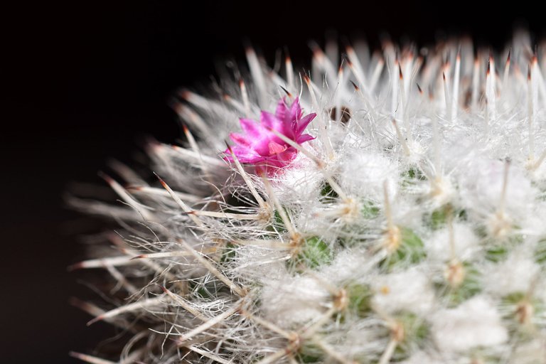 mammillaria dark spines 2024 1.jpg