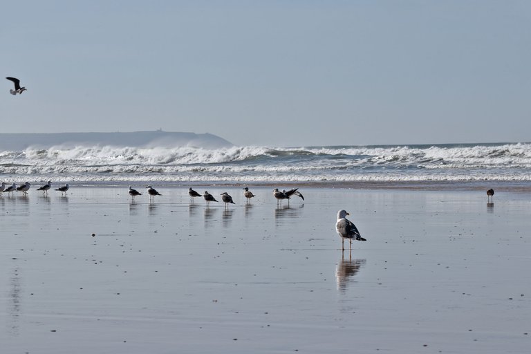 seagull fonte da telha beach cabo espichel.jpg