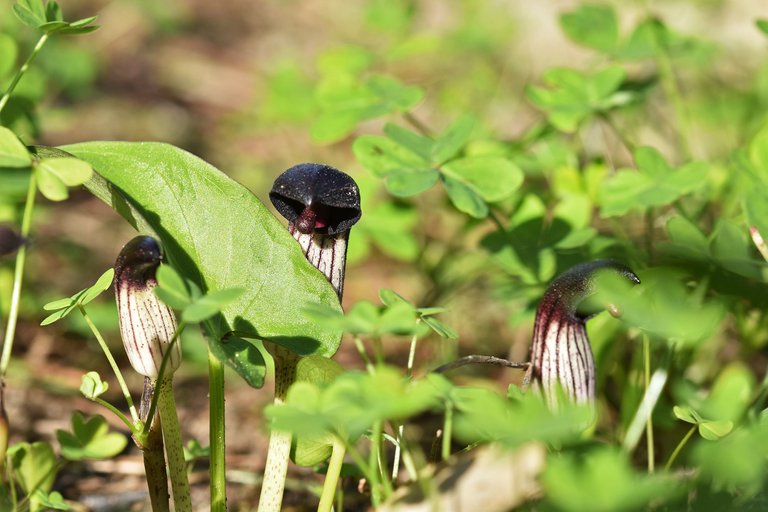 arisasum simorrhinum park 3.jpg