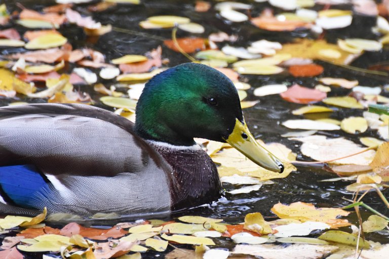 ducks fall pond pl 12.jpg