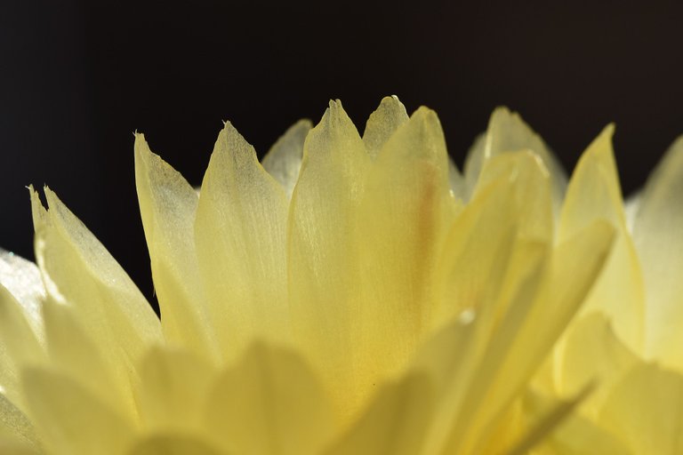 Notocactus mueller-melchersii flower 2021 4.jpg