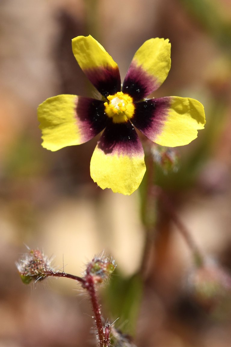 Tuberaria guttata yellow wildflower 1.jpg