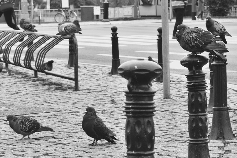 pigeon wroclaw bw 3.jpg