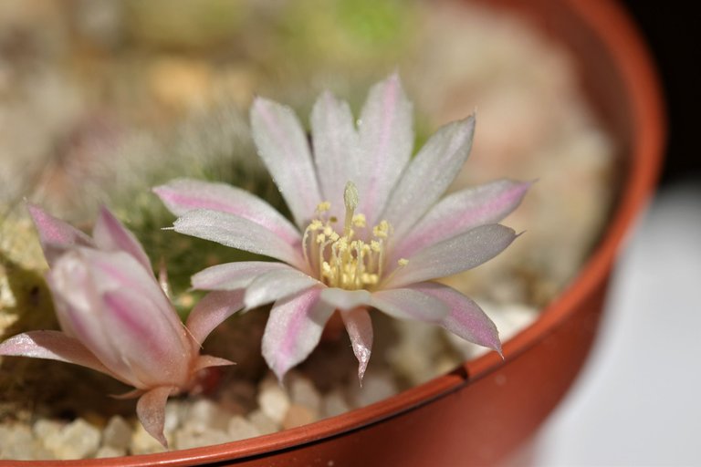 Rebutia Albiflora flower 2021 1.jpg