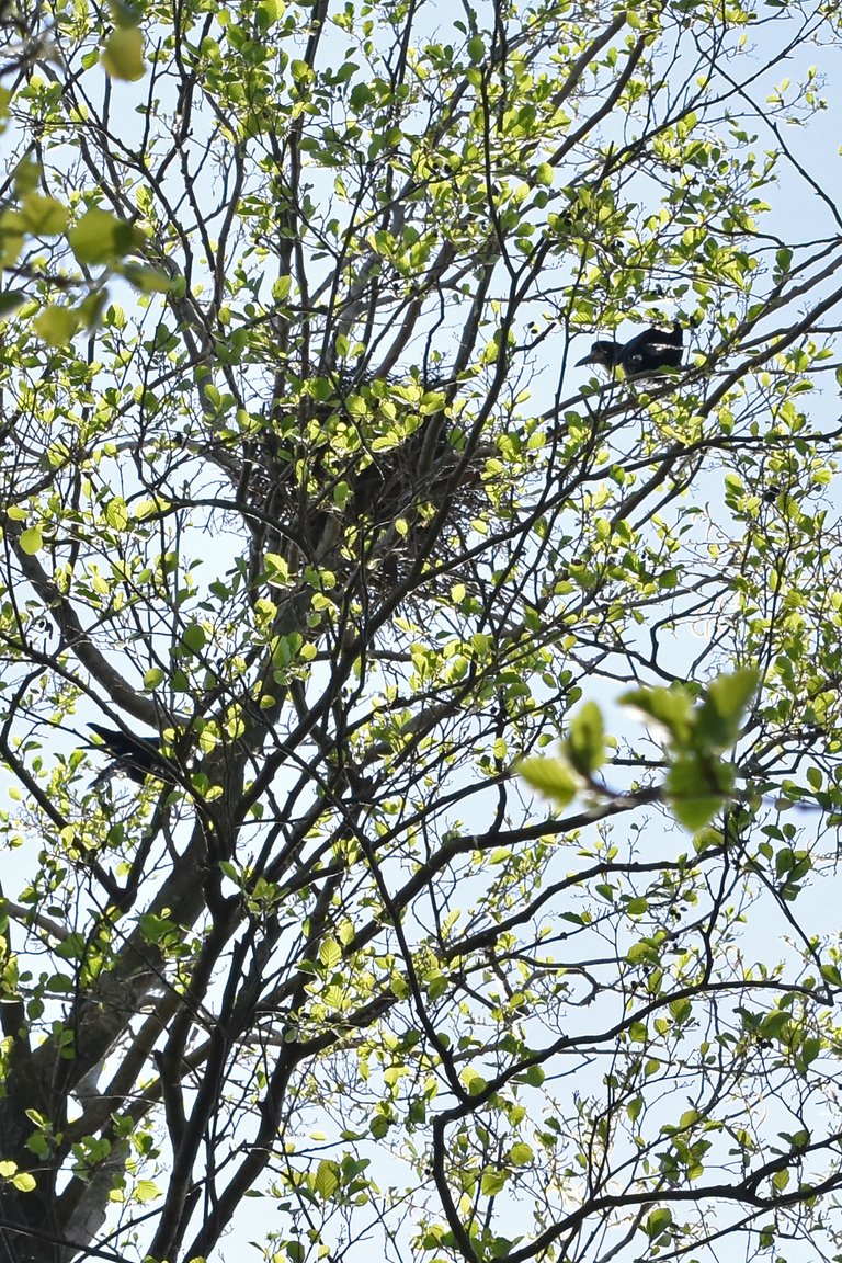 crow nests park 1.jpg