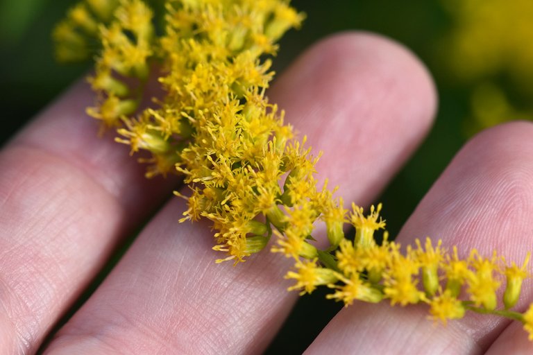 Solidago canadensis goldenrod wildflower pl 8.jpg