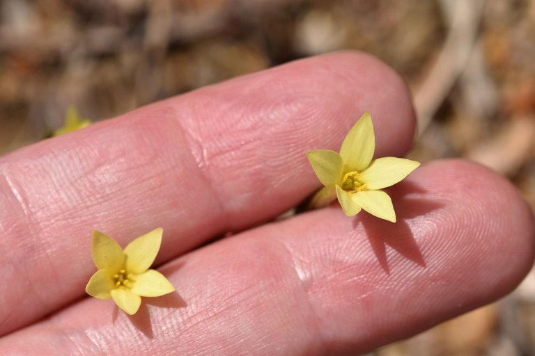 Centaurium maritimum yellow wildflower 3.jpg