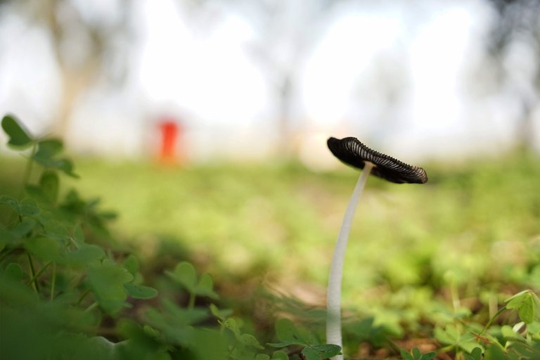 ink cap carl zeiss 2.jpg